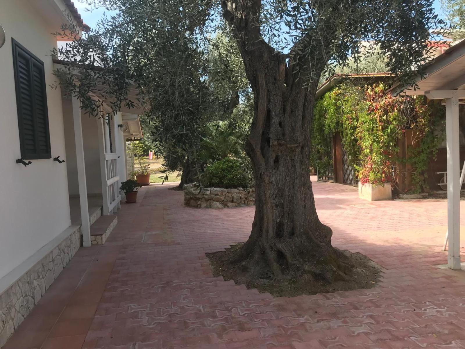 Villa Monica Appartamenti Vieste Eksteriør billede